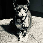 Simon is registered to the contest to win money with this photo: cat, sphynx_cat, pet, animal, portrait, black_and_white, wrinkled_skin, large_eyes, ears, collar, tags, sitting, sofa, couch, indoor, home, dramatic_lighting, closeup, front_view, funny_expression