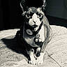 cat, sphynx_cat, pet, animal, portrait, black_and_white, wrinkled_skin, large_eyes, ears, collar, tags, sitting, sofa, couch, indoor, home, dramatic_lighting, closeup, front_view, funny_expression