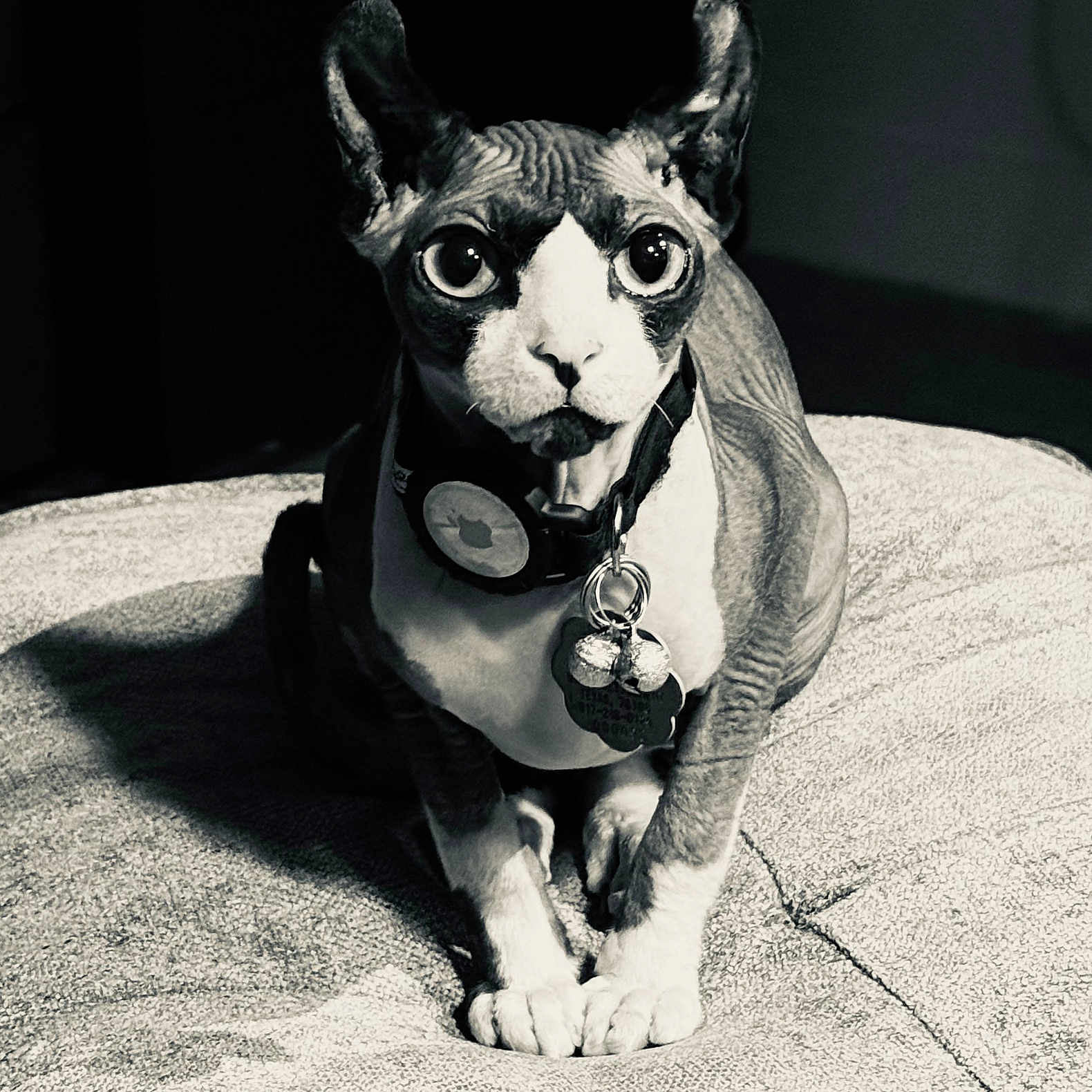 Simon is registered to the contest to win money with this photo: cat, sphynx_cat, pet, animal, portrait, black_and_white, wrinkled_skin, large_eyes, ears, collar, tags, sitting, sofa, couch, indoor, home, dramatic_lighting, closeup, front_view, funny_expression