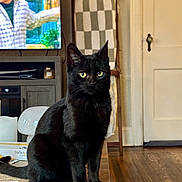 Luna joined the competition — help win amazing prizes! black_cat, blanket, cat, cozy, curtains, domestic_animal, door, feline, floor, furniture, home_decor, indoor, ladder, living_room, pet, sitting, television, wood_floor, wooden_table, yellow_eyes