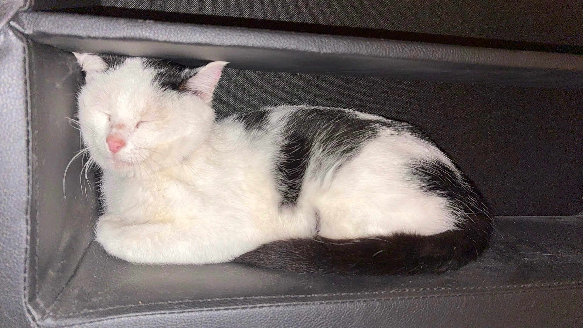 Apollon a rejoint le concours — aidez-le/la à gagner de superbes lots ! cat, black_and_white, sleeping, feline, pet, cozy, resting, indoor, fur, whiskers, tail, closeup, cute, animal, relaxed, leather, cubby, small_space, quiet, calm