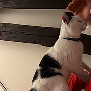 Apollon participe au concours pour gagner de l'argent avec cette photo : cat, animal, indoor, person, hand, red_clothing, white_fur, black_fur, pet, feline, wooden_beams, wall, bed, blanket, collar, domestic_animal, cozy, home, resting, interaction