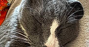 Titou participe au concours pour gagner de l'argent avec cette photo : animal, blanket, cat, close_up, cozy, cute, domestic_cat, fluffy, fur, gray_cat, indoor, nap, pet, relaxed, resting, sleeping, soft_light, texture, whiskers, white_markings