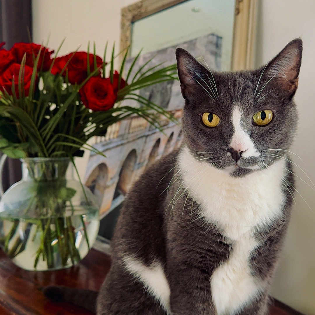 Titou
