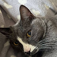 Titou participe au concours pour gagner de l'argent avec cette photo : animal, blanket, cat, close_up, cozy, cute, domestic_animal, eyes, face, feline, fur, gray_cat, indoor, patterned_blanket, pet, resting, sleepy, soft_texture, whiskers, white_markings