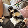 Titou participe au concours pour gagner de l'argent avec cette photo : animal, black_and_white_cat, blanket, cat, couch, cozy, cushion, cute, domestic, fluffy_belly, furniture, home, indoor, paw, person_arm, pet, pink_paw_pads, relaxed, resting, sleeping_cat