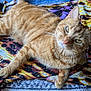 animal, carpet, cat, close_up, colorful, cozy, ears, eyes, fabric, fur, ginger_cat, indoor, lying_down, patterned, paws, pet, relaxed, resting, tabby, whiskers