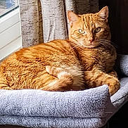 Miyuki joined the competition — help win amazing prizes! animal, cat, cat_bed, cozy, curtains, domestic_cat, ears, feline, fur, home, indoor, natural_light, orange_tabby, paw, pet, relaxed, resting, soft_texture, whiskers, window