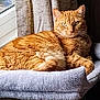 animal, cat, cat_bed, cozy, curtains, domestic_cat, ears, feline, fur, home, indoor, natural_light, orange_tabby, paw, pet, relaxed, resting, soft_texture, whiskers, window