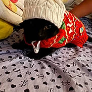 Coraline is registered to the contest to win money with this photo: dog, black_dog, knitted_hat, pom_pom, red_sweater, bedspread, patterned_bedspread, hearts, symbols, indoor, cozy, pet, animal, resting, cute, winter_clothing, furry, domestic_animal, relaxed, warm