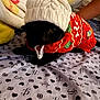 dog, black_dog, knitted_hat, pom_pom, red_sweater, bedspread, patterned_bedspread, hearts, symbols, indoor, cozy, pet, animal, resting, cute, winter_clothing, furry, domestic_animal, relaxed, warm