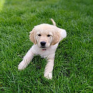 Baeila a rejoint le concours — aidez-le/la à gagner de superbes lots ! puppy, dog, golden_retriever, grass, greenery, outdoor, pet, animal, cute, young, fur, laying, nature, canine, adorable, grass_field, summer, daytime, playful, relaxed