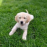 puppy, dog, golden_retriever, grass, greenery, outdoor, pet, animal, cute, young, fur, laying, nature, canine, adorable, grass_field, summer, daytime, playful, relaxed