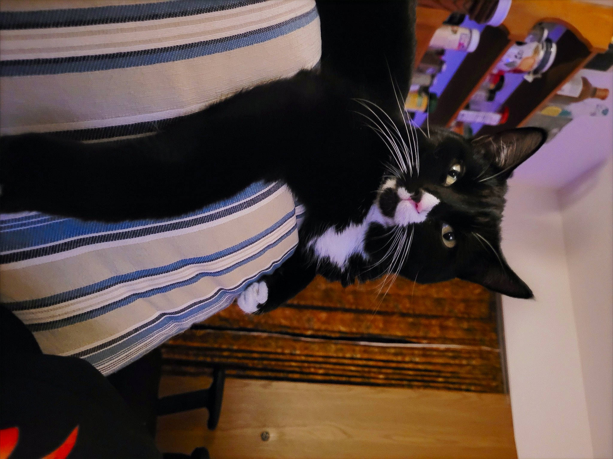 Bear joined the competition — help win amazing prizes! abdomen, carnivore, cat, domestic_short_haired_cat, dress, eyewear, fashion_accessory, felidae, foot, fur, hat, human_leg, small_to_medium_sized_cats, tail, tartan, thigh, tie, tree, waist, whiskers