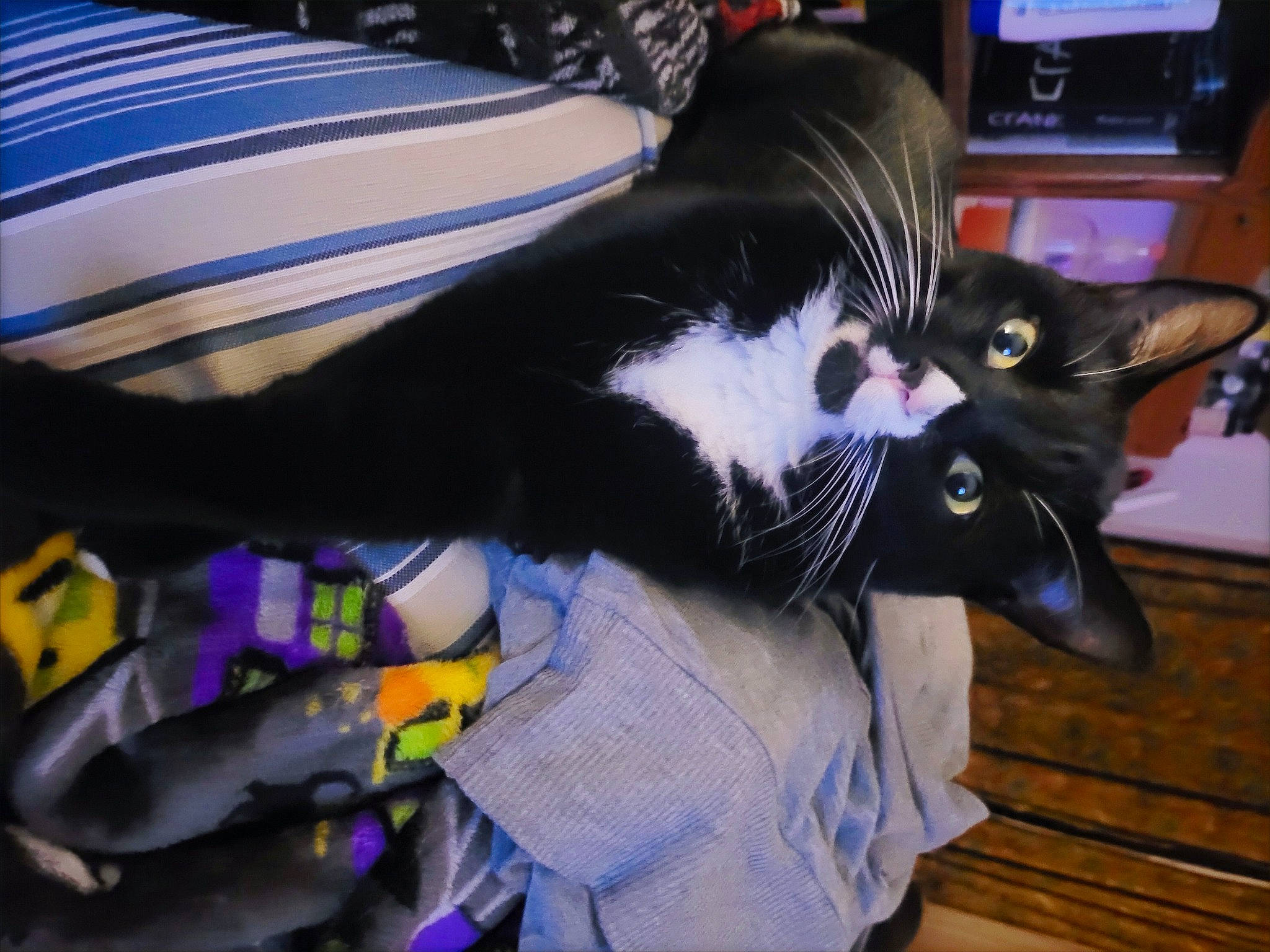 Bear is registered to the contest to win money with this photo: black_cat, canidae, carnivore, cat, claw, comfort, domestic_short_haired_cat, electric_blue, felidae, fur, lap, purple, small_to_medium_sized_cats, snout, tail, tree, whiskers