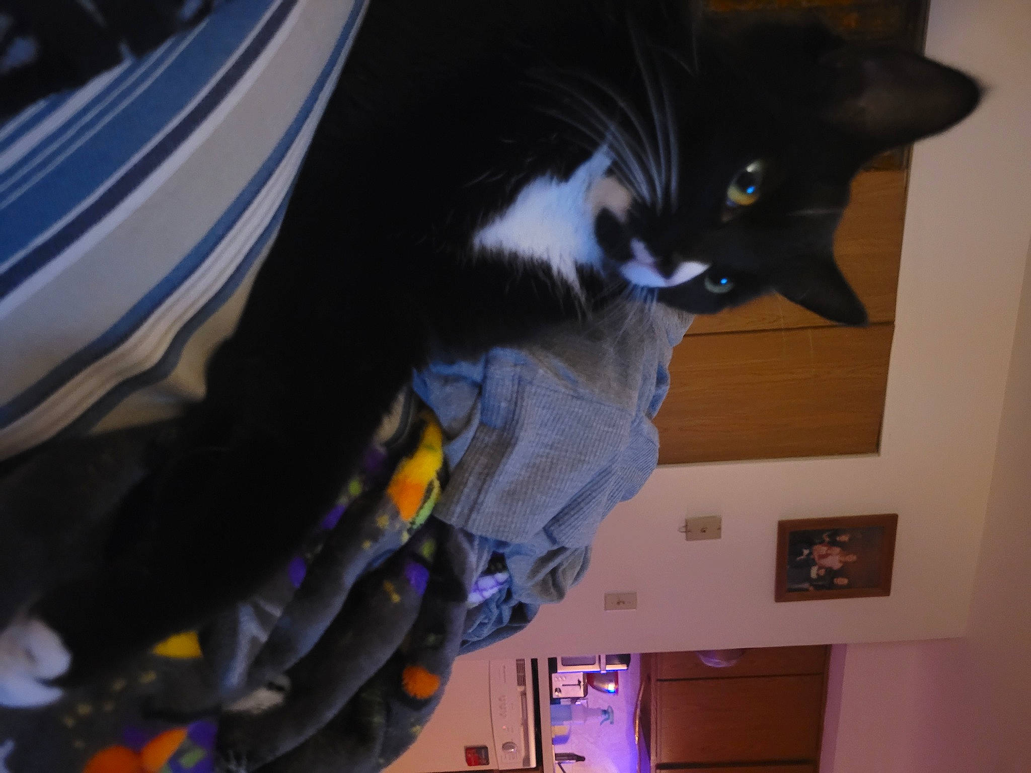 Bear joined the competition — help win amazing prizes! carmine, cat, domestic_short_haired_cat, electric_blue, felidae, fur, machine, personal_protective_equipment, purple, room, small_to_medium_sized_cats, tail, textile, whiskers