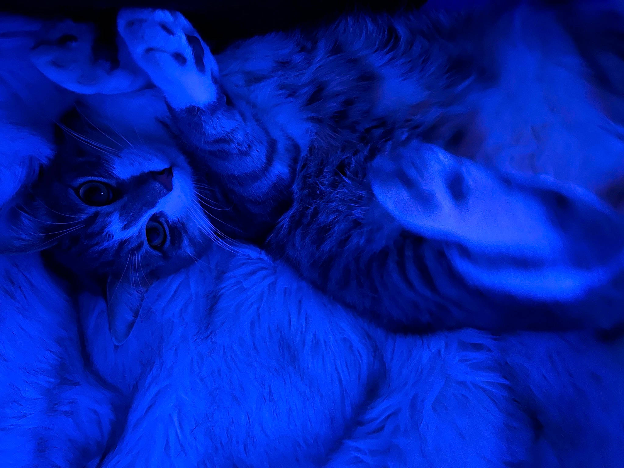 Stitch participe au concours pour gagner de l'argent avec cette photo : art, cat, darkness, electric_blue, event, felidae, fractal_art, fur, gesture, graphics, magenta, night, pattern, petal, purple, sky, small_to_medium_sized_cats, violet, water, whiskers