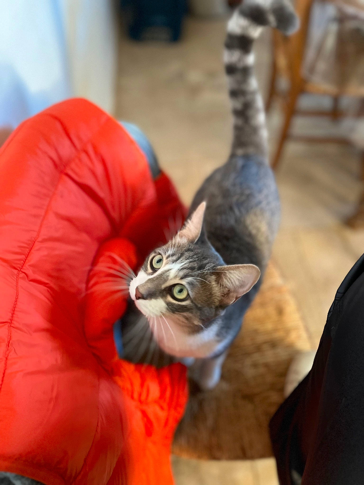 Stitch participe au concours pour gagner de l'argent avec cette photo : carnivore, cat, claw, domestic_short_haired_cat, fawn, felidae, fur, hat, houseplant, metal, musical_instrument, plumbing_fixture, small_to_medium_sized_cats, snout, tail, whiskers, wildlife