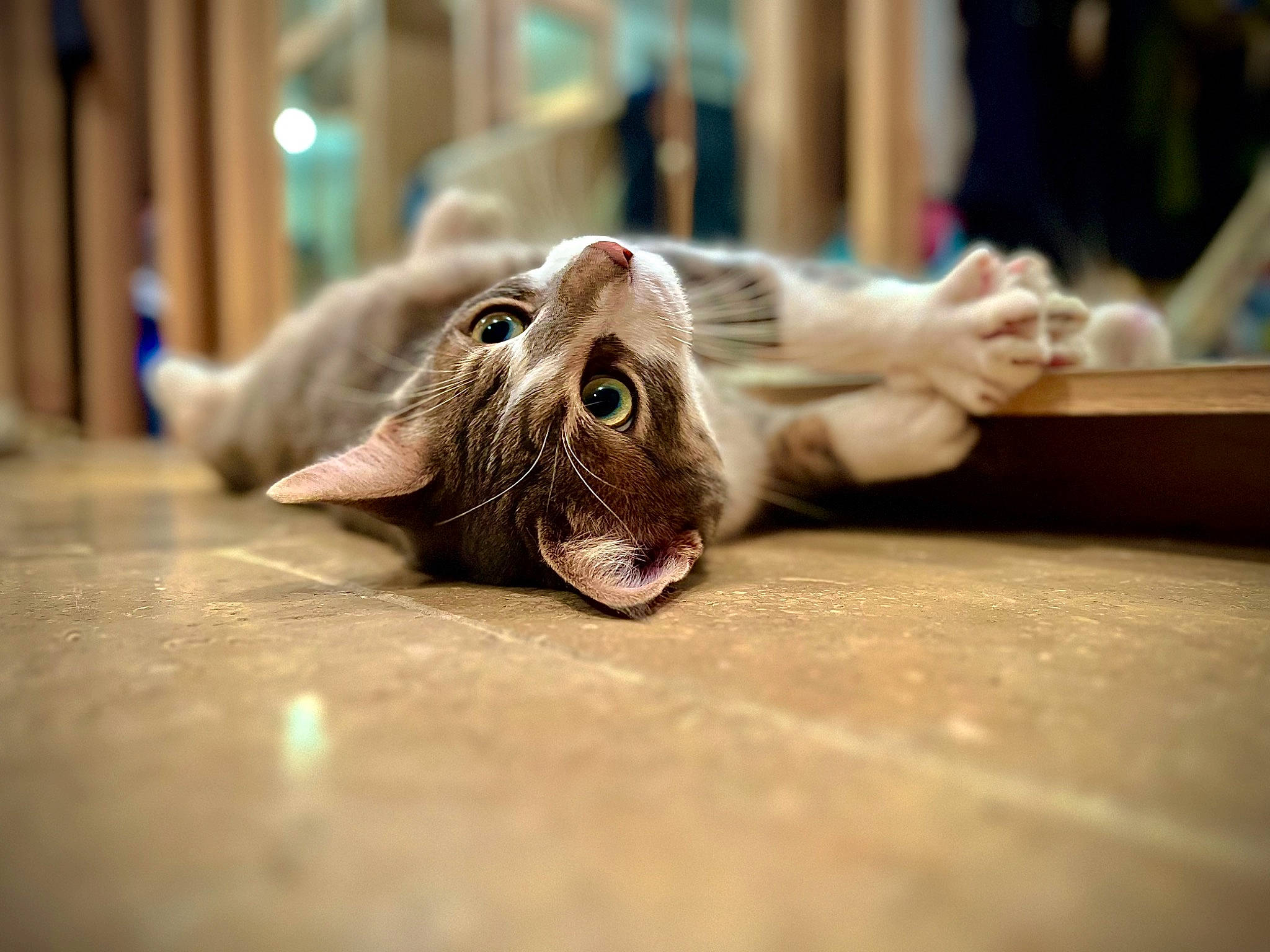 Stitch a rejoint le concours — aidez-le/la à gagner de superbes lots ! cat, claw, ear, eyelash, felidae, flooring, foot, fur, human_leg, nail, paw, sitting, small_to_medium_sized_cats, snout, terrestrial_animal, whiskers, wood, working_animal, wrinkle