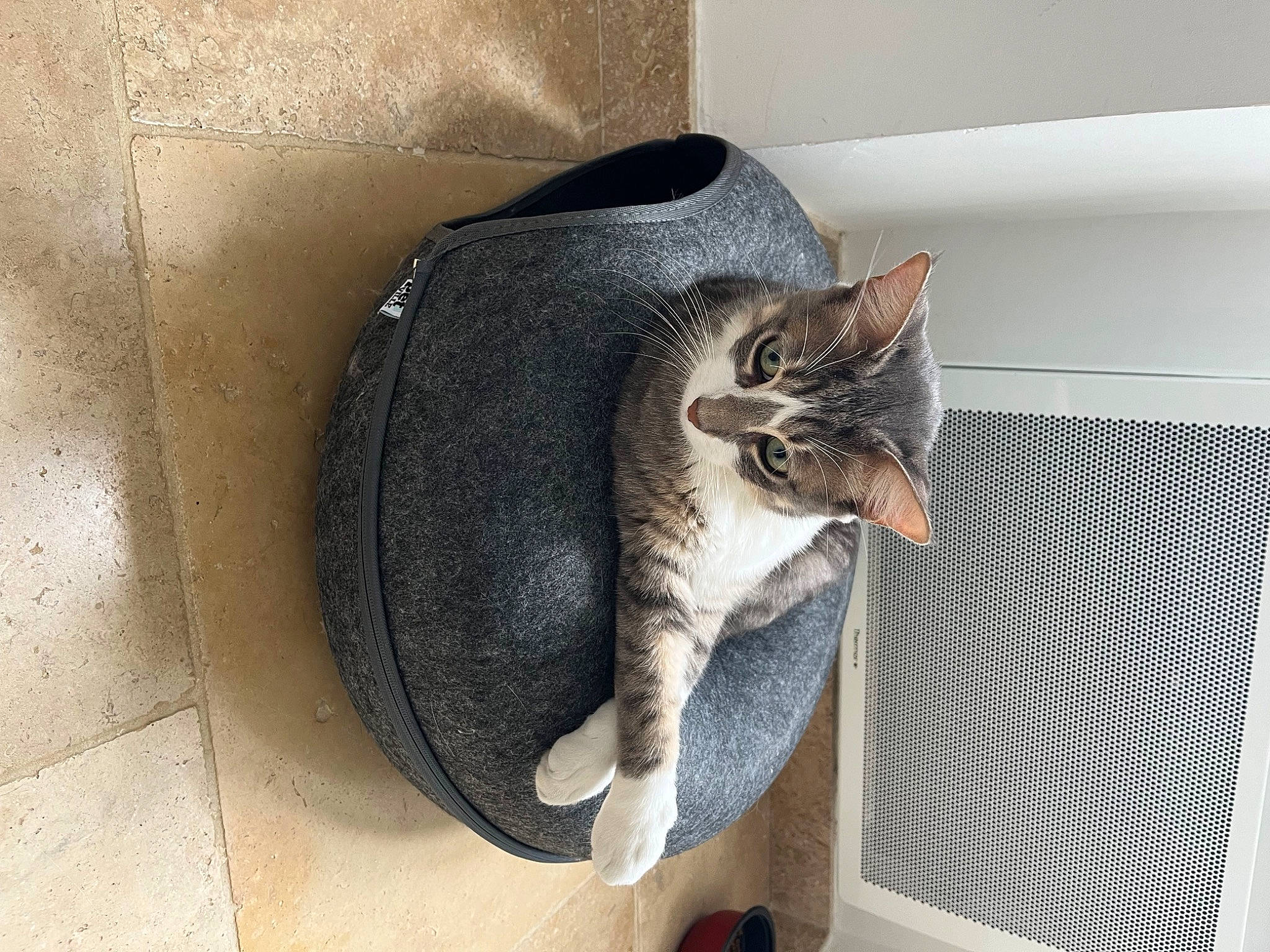 Stitch participe au concours pour gagner de l'argent avec cette photo : carnivore, cat, cat_supply, comfort, domestic_short_haired_cat, felidae, fur, grey, pet_supply, room, small_to_medium_sized_cats, tail, whiskers