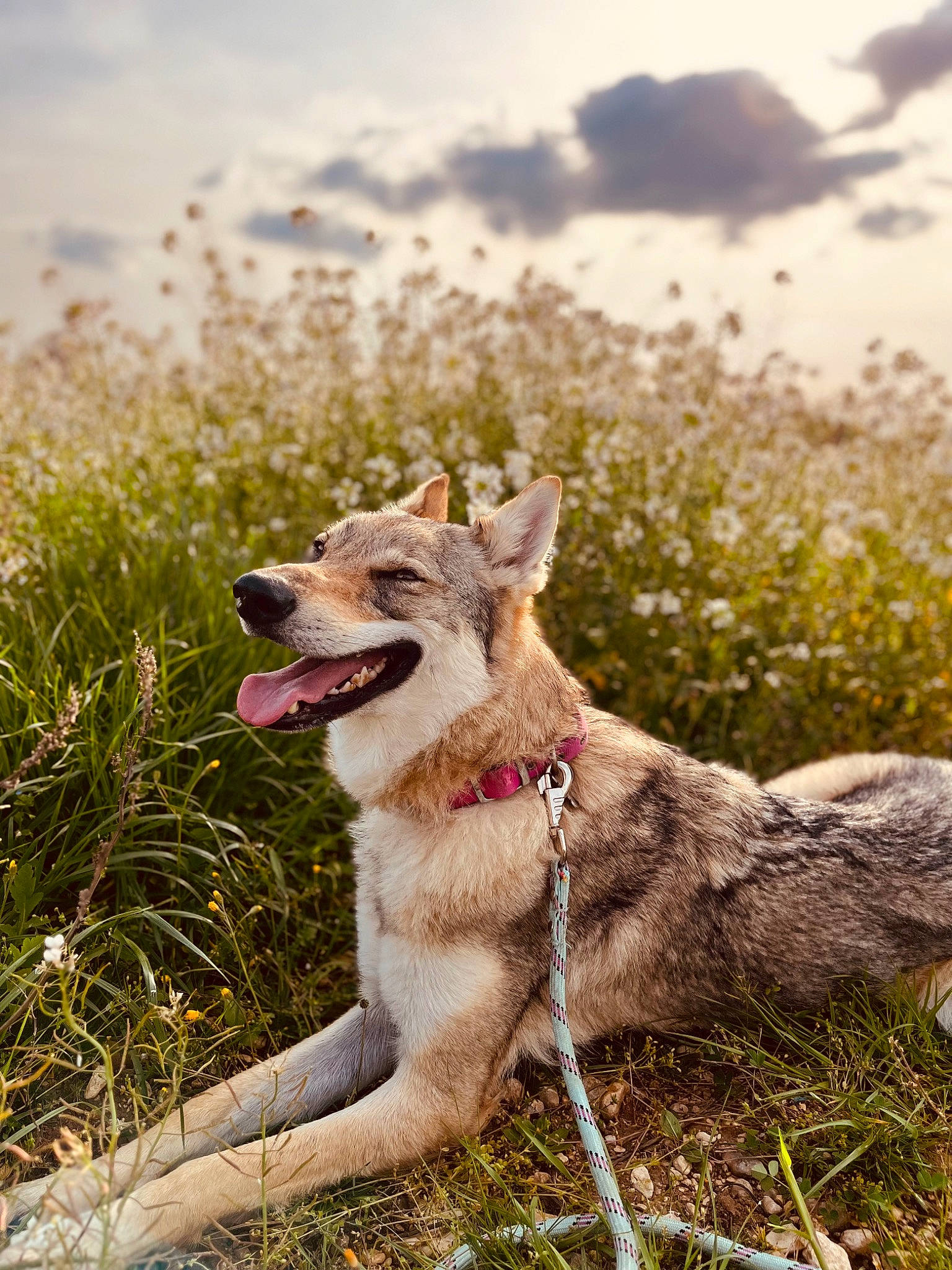 Téquila participe au concours pour gagner de l'argent avec cette photo : canis, carnivore, cloud, collar, companion_dog, dog, dog_breed, fang, fawn, grass, grassland, happy, leash, plant, sky, snout, sporting_group, tail, terrestrial_animal, working_animal