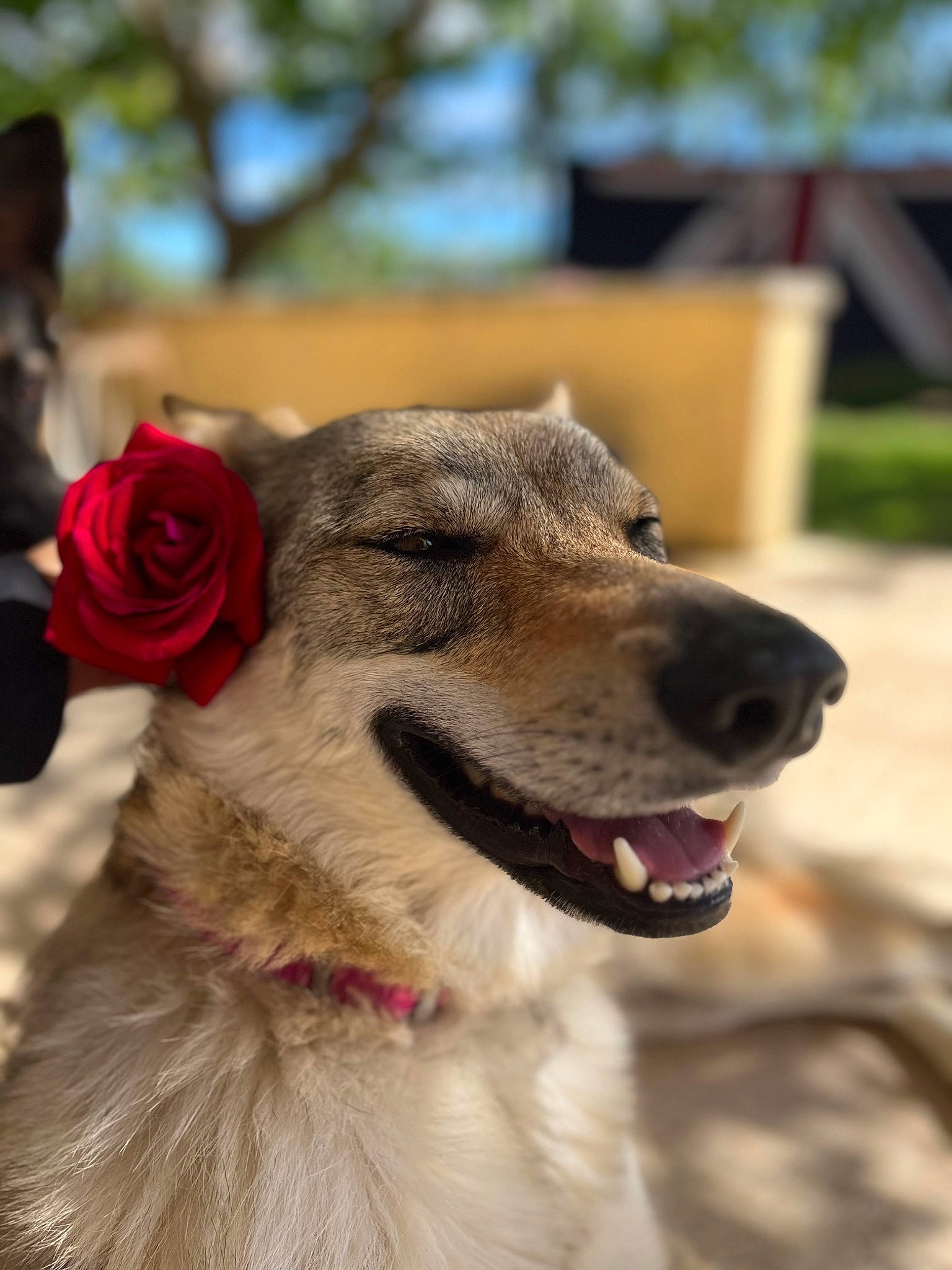 Téquila a rejoint le concours — aidez-le/la à gagner de superbes lots ! canidae, carnivore, collar, companion_dog, dog, dog_breed, dog_collar, fang, fawn, flower, fur, jaw, leash, pet_supply, plant, snout, sporting_group, whiskers, working_animal, working_dog