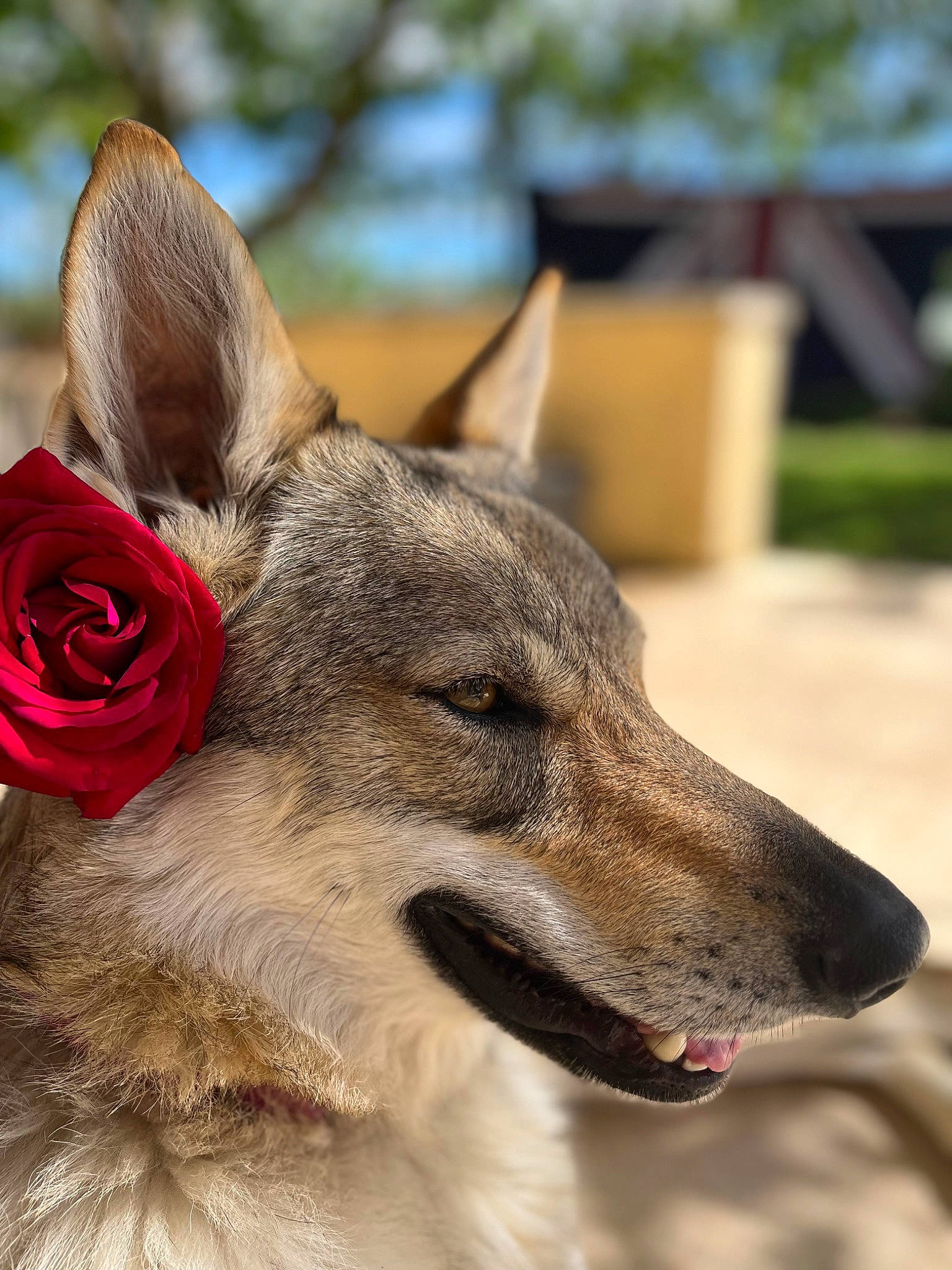 Téquila participe au concours pour gagner de l'argent avec cette photo : canidae, carnivore, collar, companion_dog, dog, dog_breed, dog_collar, ear, fawn, flower, fur, liver, pet_supply, petal, snout, sporting_group, terrestrial_animal, whiskers, wildlife, working_animal