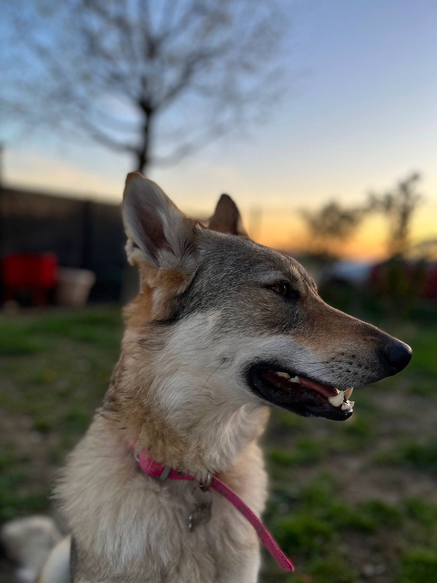Téquila participe au concours pour gagner de l'argent avec cette photo : ancient_dog_breeds, canidae, carnivore, collar, companion_dog, dog, dog_breed, dog_collar, fang, fawn, grass, plant, sky, snout, sporting_group, tree, whiskers, working_animal, working_dog