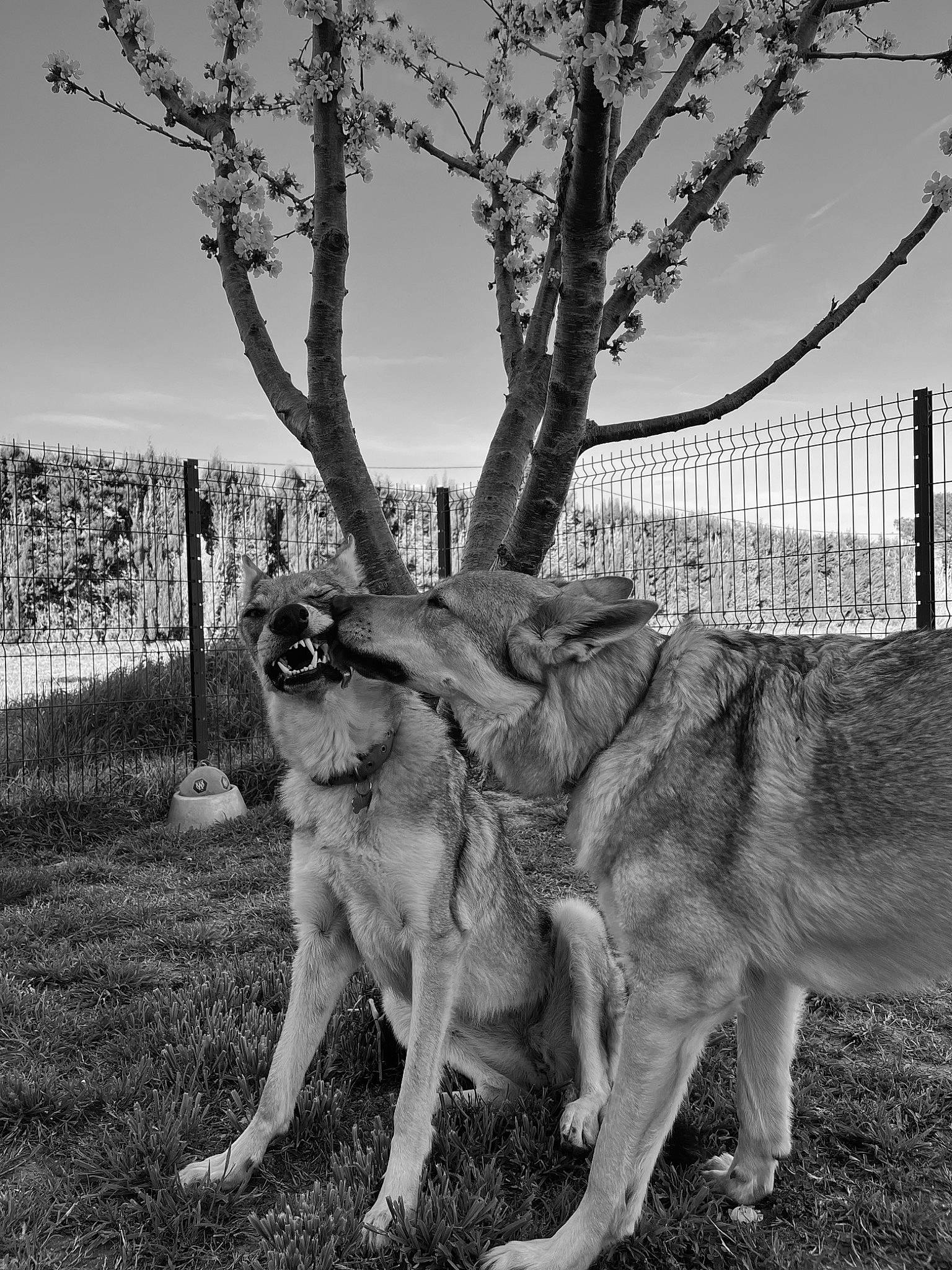 Téquila participe au concours pour gagner de l'argent avec cette photo : black_and_white, canidae, carnivore, dog, dog_breed, fawn, fence, grass, monochrome, monochrome_photography, plant, sky, snout, sporting_group, style, tail, tree, trunk, wire_fencing, wood