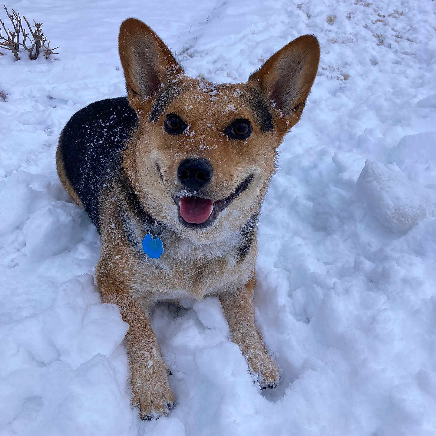 Olivia joined the competition — help win amazing prizes! animal, architecture, blizzard, bodypart, building, canine, dog, germanshepherd, hound, husky, ice, mouth, nature, outdoors, person, pet, puppy, shelter, snow, winter
