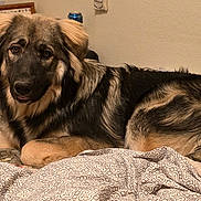 Nestle joined the competition — help win amazing prizes! dog, shepherd_mix, canine, pet, long_hair, fluffy, brown, black, tan, lying_down, bed, bedroom, blanket, bedding, indoors, portrait, animal_face, ears, eyes, cozy