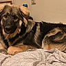dog, shepherd_mix, canine, pet, long_hair, fluffy, brown, black, tan, lying_down, bed, bedroom, blanket, bedding, indoors, portrait, animal_face, ears, eyes, cozy