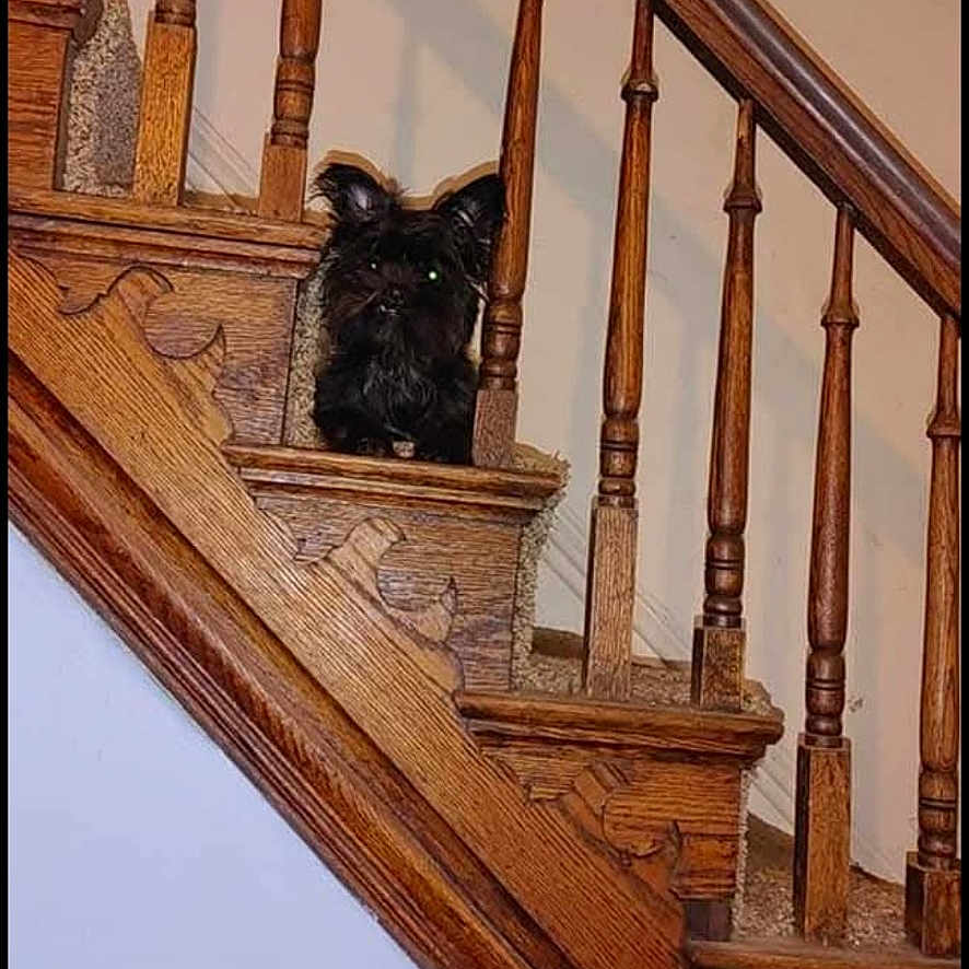 Gomer is registered to the contest to win money with this photo: animal, banister, black_dog, carpet, cozy, curious, cute, dog, domestic_animal, furniture, guard, home, indoor, pet, pet_portrait, small_dog, staircase, stairs, wood, wooden