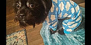 Gomer is registered to the contest to win money with this photo: animal, black_dog, blanket, blue_onesie, companion, cozy, curious, cute, dog, flooring, furniture, home, indoor, looking_up, pet_clothing, plush_toy, rug, small_dog, unicorn_toy, wooden_floor
