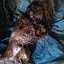Gomer is registered to the contest to win money with this photo: animal, bed, blanket, brown_fur, canine, companion, cozy, curious, cute, dog, domestic, fluffy, fur, indoor, lying_down, paw, pet, relaxed, resting, soft