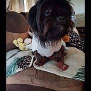 Gomer joined the competition — help win amazing prizes! alert, animal, black_dog, blanket, booties, companion, couch, cozy, curious, cute, dog, domestic, furniture, home, indoor, pet, plush_toys, resting, small_dog, sweater