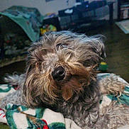 Dasiy is registered to the contest to win money with this photo: animal, blanket, carpet, couch, cozy, dog, ears, fluffy, fur, furniture, home, indoor, living_room, nose, pet, relaxed, resting, scruffy, snout, television