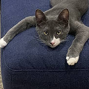 Chipper Jones joined the competition — help win amazing prizes! cat, gray_cat, white_paws, white_face_markings, feline, pet, indoor, cushion, blanket, blue_cushion, relaxed, lying_down, whiskers, ears, tail, fur, animal, domestic_animal, looking_at_camera, cozy