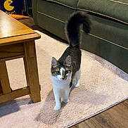 Winnie joined the competition — help win amazing prizes! cat, living_room, carpet, couch, plush_toy, pumpkin, ghost_toy, wooden_table, arcade_game, floor, indoor, pet, curious, feline, home_decor, playful, cozy, animal, tabby_cat, walking