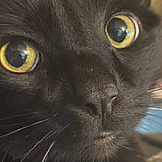 Onyx joined the competition — help win amazing prizes! cat, black_cat, close_up, face, eyes, whiskers, fur, pet, animal, domestic_animal, yellow_eyes, portrait, cute, looking, feline, muzzle, nose, indoor, curious, closeup