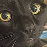 cat, black_cat, close_up, face, eyes, whiskers, fur, pet, animal, domestic_animal, yellow_eyes, portrait, cute, looking, feline, muzzle, nose, indoor, curious, closeup