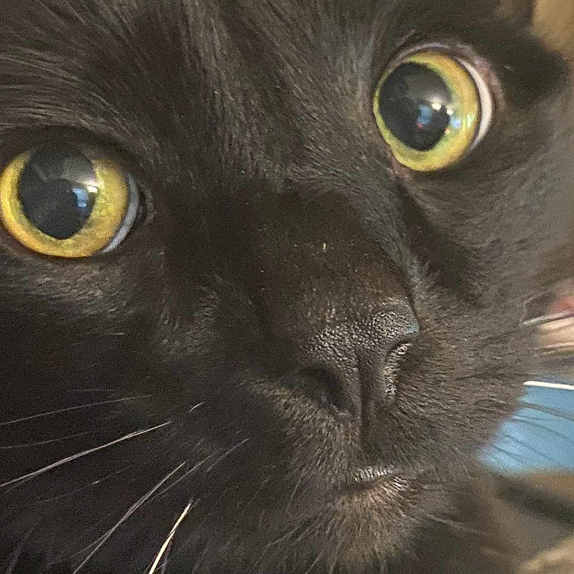 Onyx joined the competition — help win amazing prizes! cat, black_cat, close_up, face, eyes, whiskers, fur, pet, animal, domestic_animal, yellow_eyes, portrait, cute, looking, feline, muzzle, nose, indoor, curious, closeup