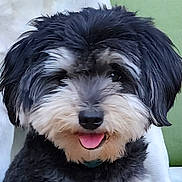 Buddy joined the competition — help win amazing prizes! dog, puppy, black_and_white, fluffy, tongue_out, close_up, pet, portrait, fur, nose, eyes, smile, collar, indoor, cushion, sitting, small_breed, adorable, groomed, green_background