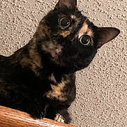 Callie joined the competition — help win amazing prizes! cat, tortoiseshell, wide_eyes, curious, wooden_ledge, indoor, ceiling, pet, animal, feline, closeup, looking_up, texture, ears, whiskers, fur, portrait, mammal, cute, alert