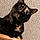 Callie