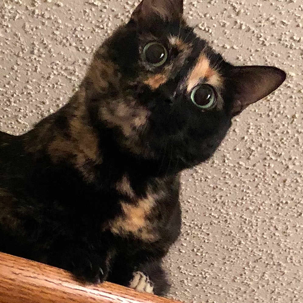 Callie