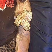 Bodie is registered to the contest to win money with this photo: dog, lying_down, sleepy, paws_crossed, couch, blanket, leopard_print, person, shirt, heart_design, nose, fur, claws, resting, indoor, cute, pet, animal, relaxed, snout