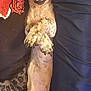 dog, lying_down, sleepy, paws_crossed, couch, blanket, leopard_print, person, shirt, heart_design, nose, fur, claws, resting, indoor, cute, pet, animal, relaxed, snout