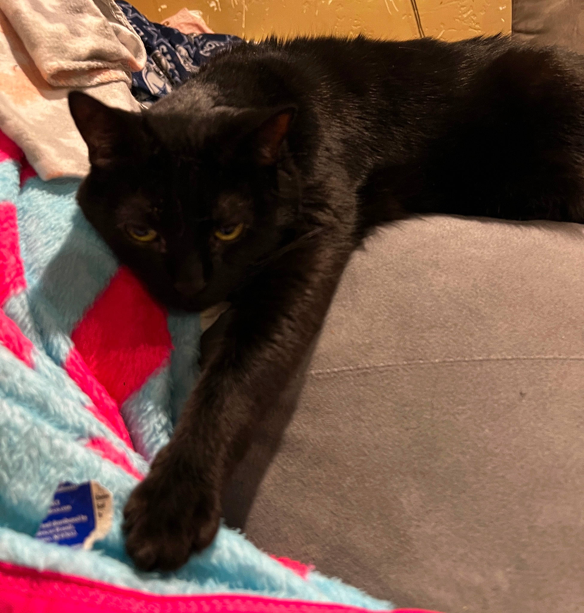 Dopey is registered to the contest to win money with this photo: black_cat, bombay, carnivore, cat, cat_supply, claw, comfort, domestic_short_haired_cat, felidae, fur, havana_brown, paw, small_to_medium_sized_cats, snout, tail, terrestrial_animal, whiskers