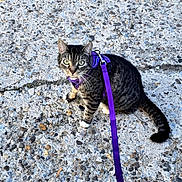 Olivia is registered to the contest to win money with this photo: animal, cat, closeup, concrete, curious, daylight, domestic_cat, feline, green_eyes, leash, outdoor, pavement, pet, purple_harness, purple_leash, sitting, stone, tabby_cat, tail, whiskers